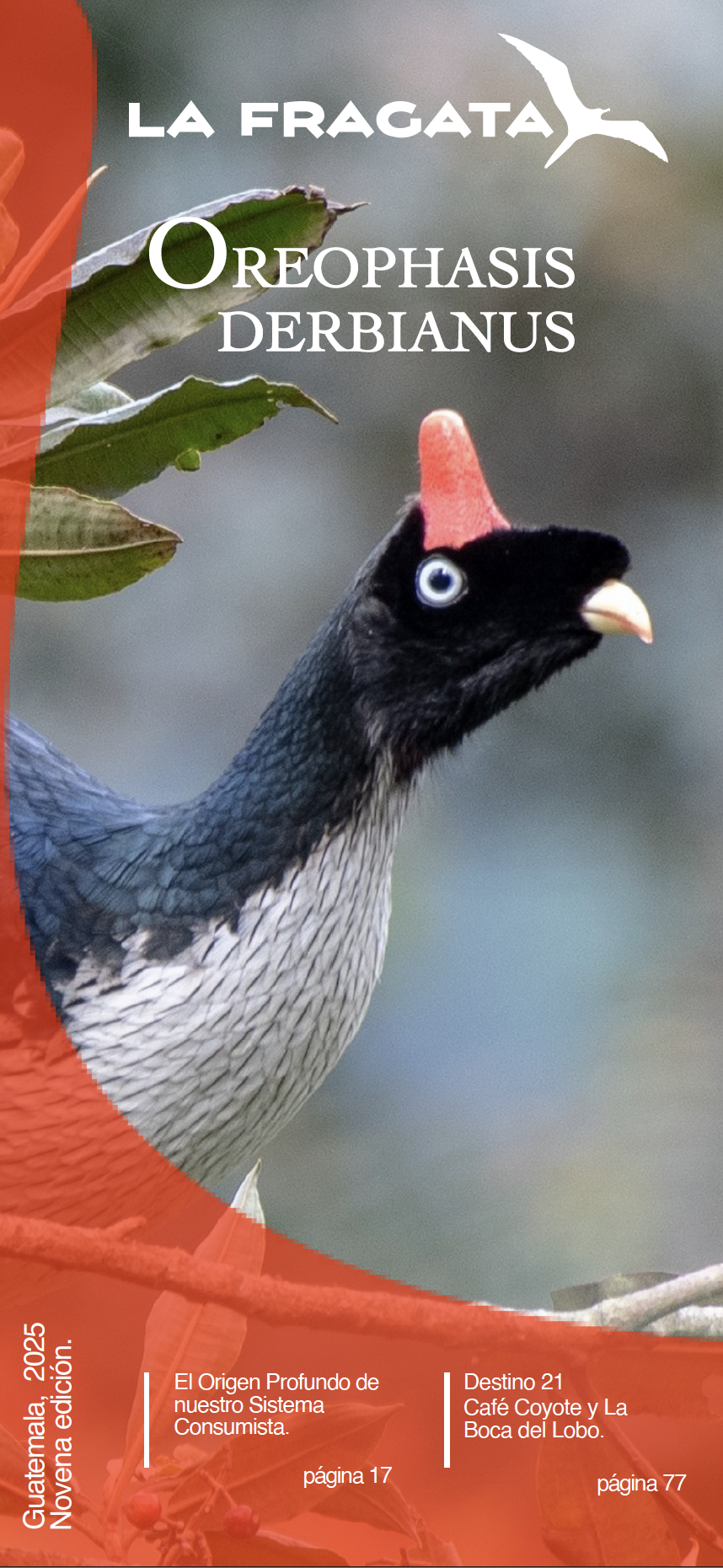 Imagen centrada dentro de la tarjeta